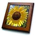 Beautiful Yellow Sunflower Flowers Macro Photography - 8x8 Framed Tile
