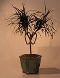 Bonsai Boy's Dracena Bonsai Tree - Heart Shaped Marginata 'Pamela Twist'