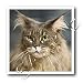 maine_coon11maine coon - Maine Coon 10x10 Iron On Heat Transfer For