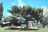 Pinus nigra: Austrian Pine Seeds