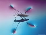 Water Strider Demonstrates Surface Tension of Water Photographic Poster Print by David M. Dennis, 24x18