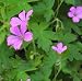 Garden Perennial-Geranium endresii P9