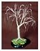 Bonsai Boy's Wire Bonsai Mini Tree Sculpture 4x4x4