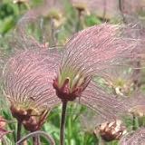 Prairie Smoke (Geum triflorum) - Jumbo Wildflower Seed Packet