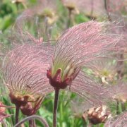 Prairie Smoke (Geum triflorum) - Jumbo Wildflower Seed Packet