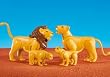 Lion Family
