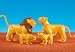 Lion Family