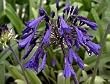 Agapanthus "Storm Cloud" Five Gallon