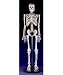 Anatomical Chart Co. Budget BuckyTM Skeleton (4th Quality) Item #: CH10D4