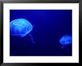 Brand New Aquarium Treasure Fish Tank Decoration Ornament   B021