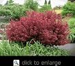 Shaina Japanese Maple Potted Two Gallon Tree