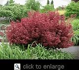 Shaina Japanese Maple Potted Five Gallon Tree