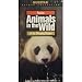 Animals in the WIld: Panda Bear - Pandas of the Sleeping Dragon [VHS]