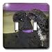 Jackie Popp Nature N Wildlife animals - poodle and lowchen - Light Switch Covers - double toggle switch