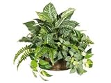 19 inch Zebra With Mixed Foliage In Decorative Basket