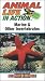 Animal Life in Action : MARINE and OTHER INVERTEBRATES