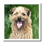 Border Terrier - 10x10 Iron On Heat Transfer For White Material