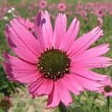 Tennessee Coneflower (Echinacea tennesseensis) - Jumbo Wildflower Seed Packet