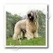 Dogs Briard - Briard - Iron on Heat Transfers
