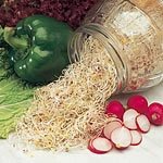 Outdoor Living : Sprouting Organic Alfalfa Seeds (1 Pkt - 45000 seeds)