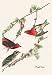 Purple Finch - Paper Poster (18.75 x 28.5)
