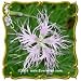 Fringed Pinks (Dianthus superbus) Jumbo Wildflower Seed Packet (2000)