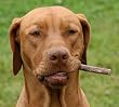 6 Inch All Natural Bully Stick