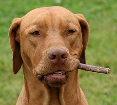 6 Inch All Natural Bully Stick