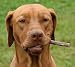 6 Inch All Natural Bully Stick