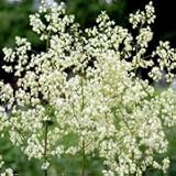 Purple Meadow Rue (Thalictrum dasycarpum) - Jumbo Wildflower Seed Packet