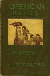 American Birds