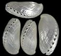 10 Pearl Abalone Haliotis Mules Ear Seashells Shell