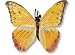 Safari 542906 Orange-Barred Sulphur Butterfly Miniature- Pack of 6