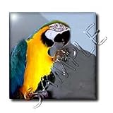 Birds - Blue and Gold Macaw - Tiles