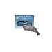 Giant of the Sea : The Story of a Sperm Whale(Smithsonian Oceanic) (Smithsonian Oceanic)