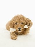 Dog with bone in mouth Photographic Poster Print, 12x16
