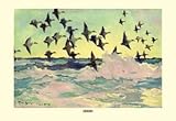 12 X 18 Stretched Canvas Poster Eiders