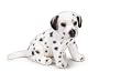 Dalmation Puppy Sitting