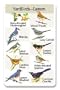 Identiflyer Songcard - Eastern Yardbirds