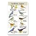Identiflyer Songcard - Eastern Yardbirds