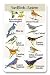 Identiflyer SongCard - Eastern Yardbirds