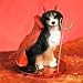 Bernese Mountain Dog Tiny One Devil