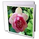 WhiteOak Photography Floral Prints - Lotus Pink Lotus Blossom - Greeting Cards-12 Greeting Cards with envelopes