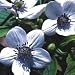 Grow Your Secret Garden Anemone Leveillei Seeds