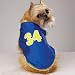 Casual Canine Basketball Tank / Blue/ Xsmall