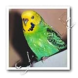 Birds - Budgie Parakeet - Iron on Heat Transfers