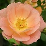 OSO EASYTM Peachy Cream Rose - DISEASE RESISTANT