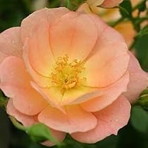 OSO Easy Peachy Cream Rose