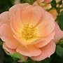 OSO Easy Peachy Cream Rose
