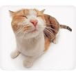 Pet Me Cat Mouse Pad